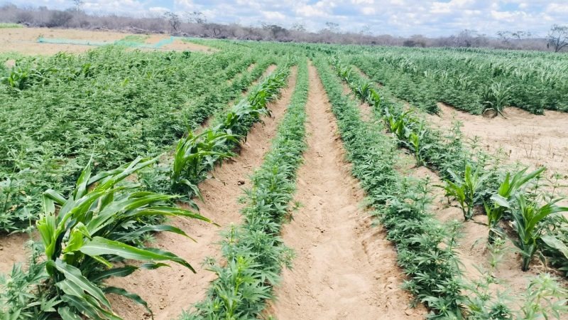 operacao-policial-localiza-roca-com-mais-de-100-mil-pes-de-maconha,-na-paraiba