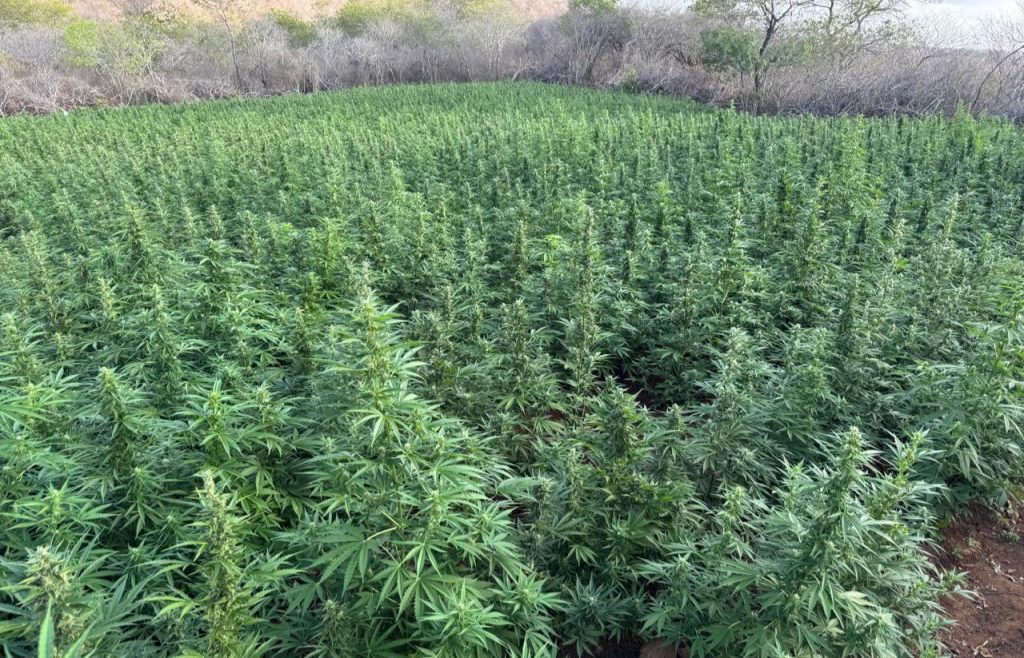 policia-federal-erradica-cerca-de-44-mil-pes-de-maconha-na-paraiba
