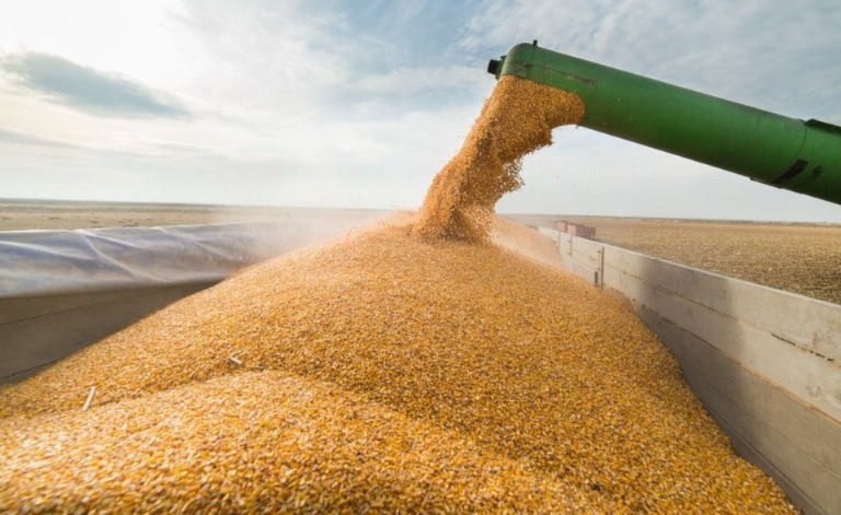 safra-de-graos-na-paraiba-tem-38%-de-projecao-de-crescimento-em-2025/26