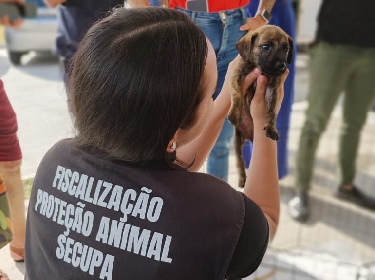 evento-de-adocao-responsavel-de-caes-e-gatos-acontece-nesta-quinta,-em-jp