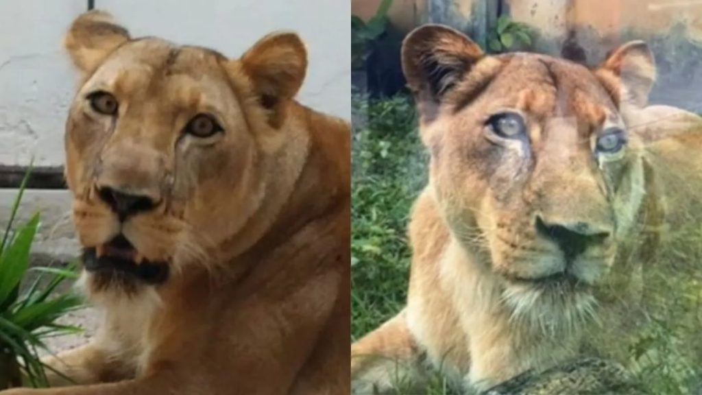 leoa-que-matou-homem-na-bica-ficou-‘estressada-e-em-choque’,-diz-veterinario