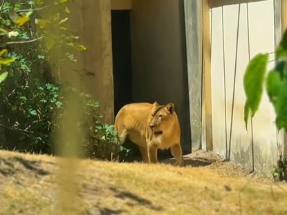 apos-morte-de-jovem,-leona-se-recupera-e-retorna-para-recinto-na-bica,-em-jp