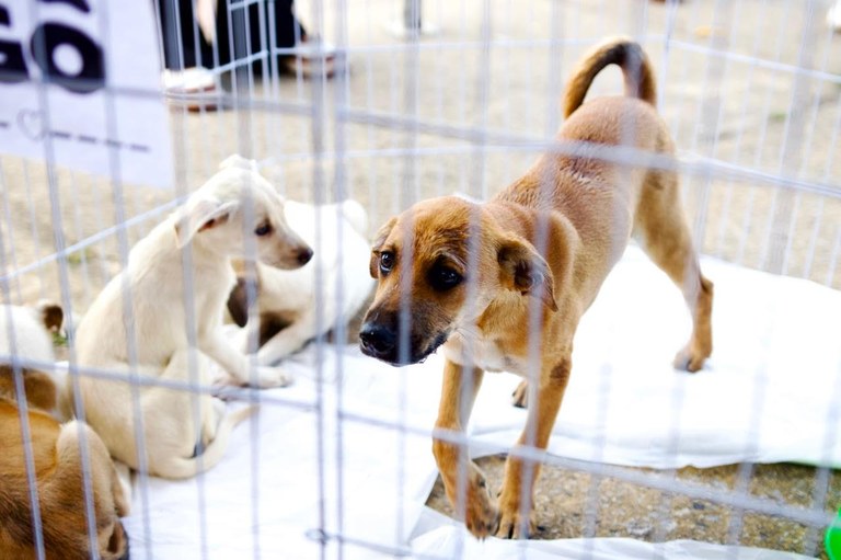 dezembro-verde:-operacao-resgata-animais-e-intensifica-acoes-contra-maus-tratos,-na-pb