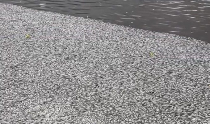 mais-de-5-toneladas-de-peixes-mortos-sao-retiradas-do-acude-velho,-em-cg