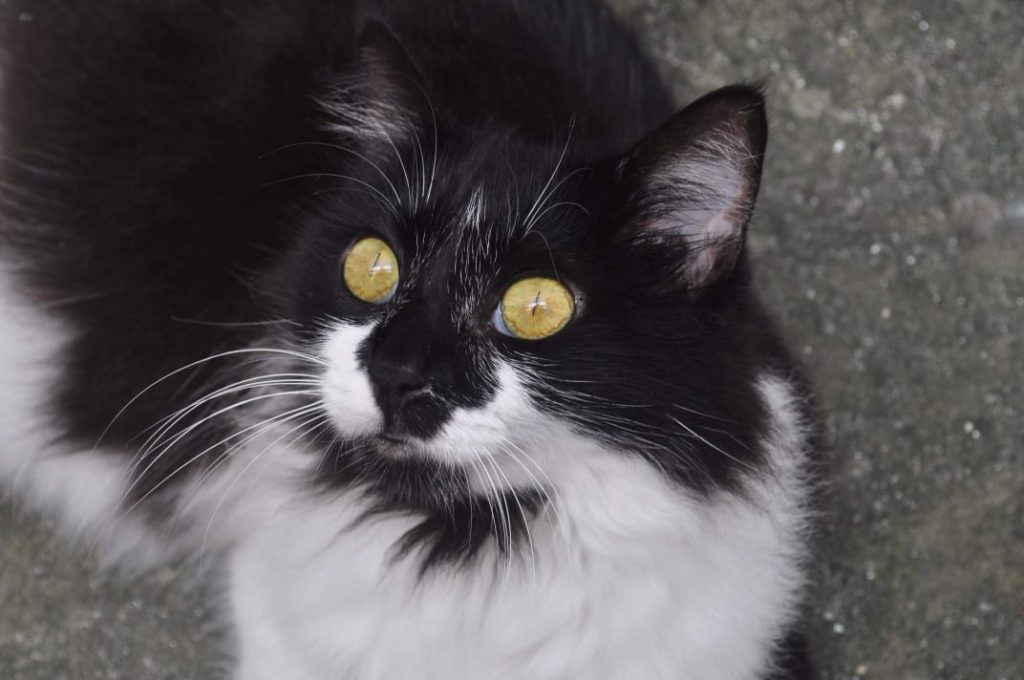 preco-da-castracao-de-gatos-pode-chegar-a-ate-r$-1.300,00-em-jp;-veja-valores