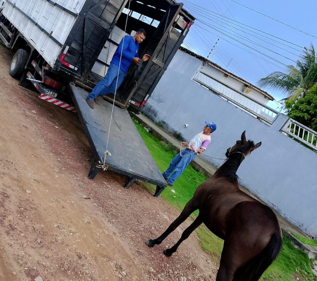 prefeitura-de-bayeux-inicia-recolhimento-de-animais-de-grande-porte-das-ruas