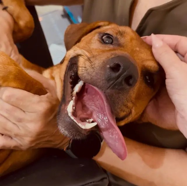 adota-+-paraiba-promove-acoes-em-campina-grande-neste-sabado