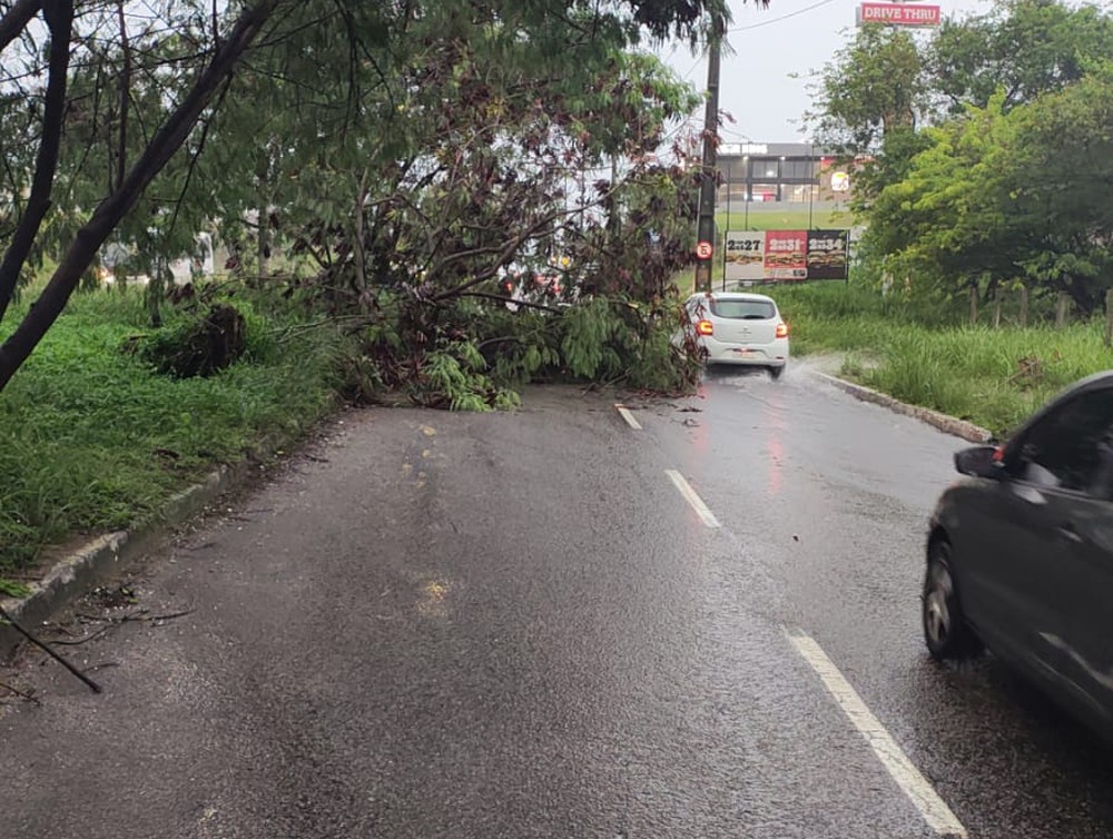 chuvas-causam-queda-de-arvores-e-congestionamento-no-transito-de-jp