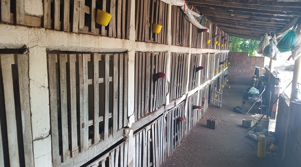 pm-encerra-rinha-de-galos-e-resgata-64-animais-de-maus-tratos-no-sertao-da-pb