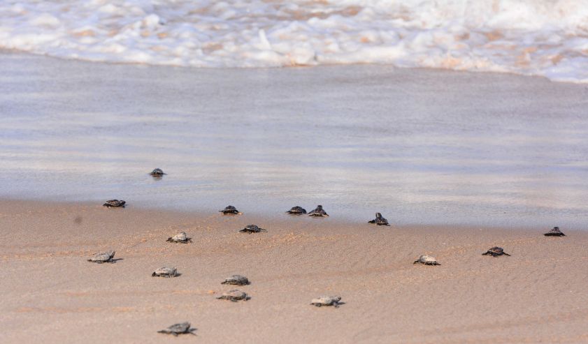 joao-pessoa-impulsiona-tecnologia-inedita-para-protecao-de-tartarugas-marinhas