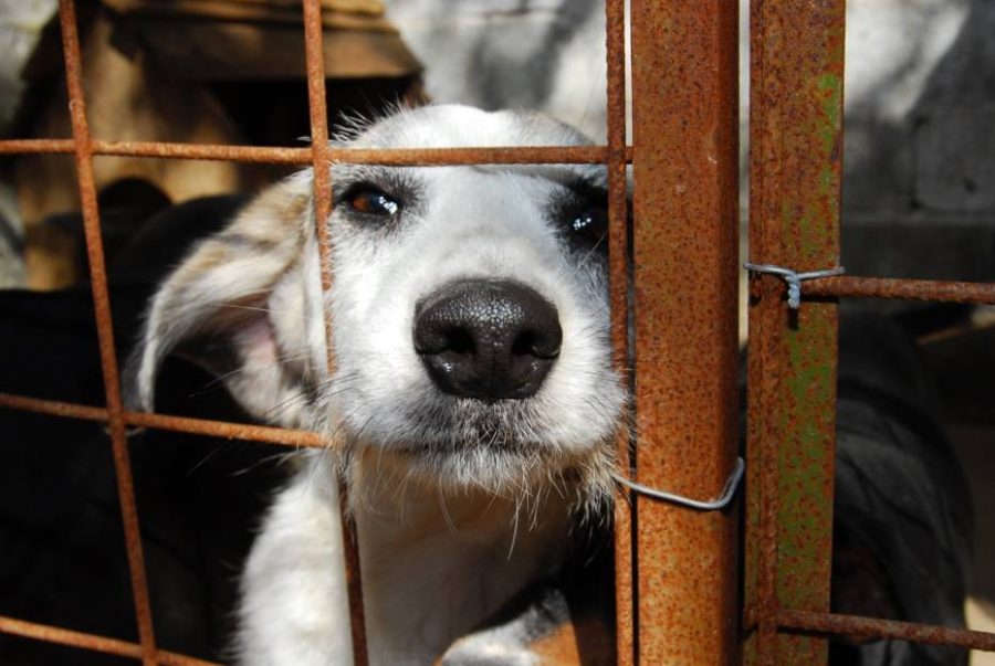 mp-apura-abandono-de-animais-e-instaura-procedimento-em-cidade-da-pb