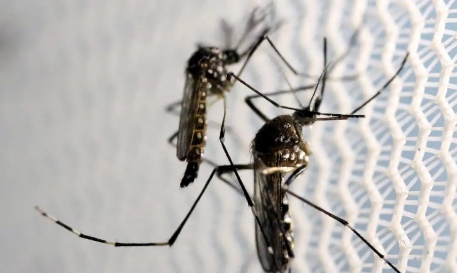 pb-registra-alta-de-arboviroses-e-seis-mortes-por-dengue-em-2026