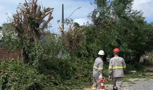 moradores-denunciam-sujeira-e-transtornos-apos-poda-de-arvores-feita-pela-energisa,-em-jp