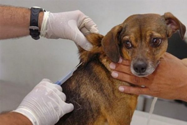 dia-d-da-vacinacao-antirrabica-deve-imunizar-mais-de-820-mil-animais-na-paraiba