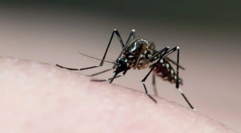 casos-de-dengue-aumentam-na-pb-e-saude-alerta-para-prevencao